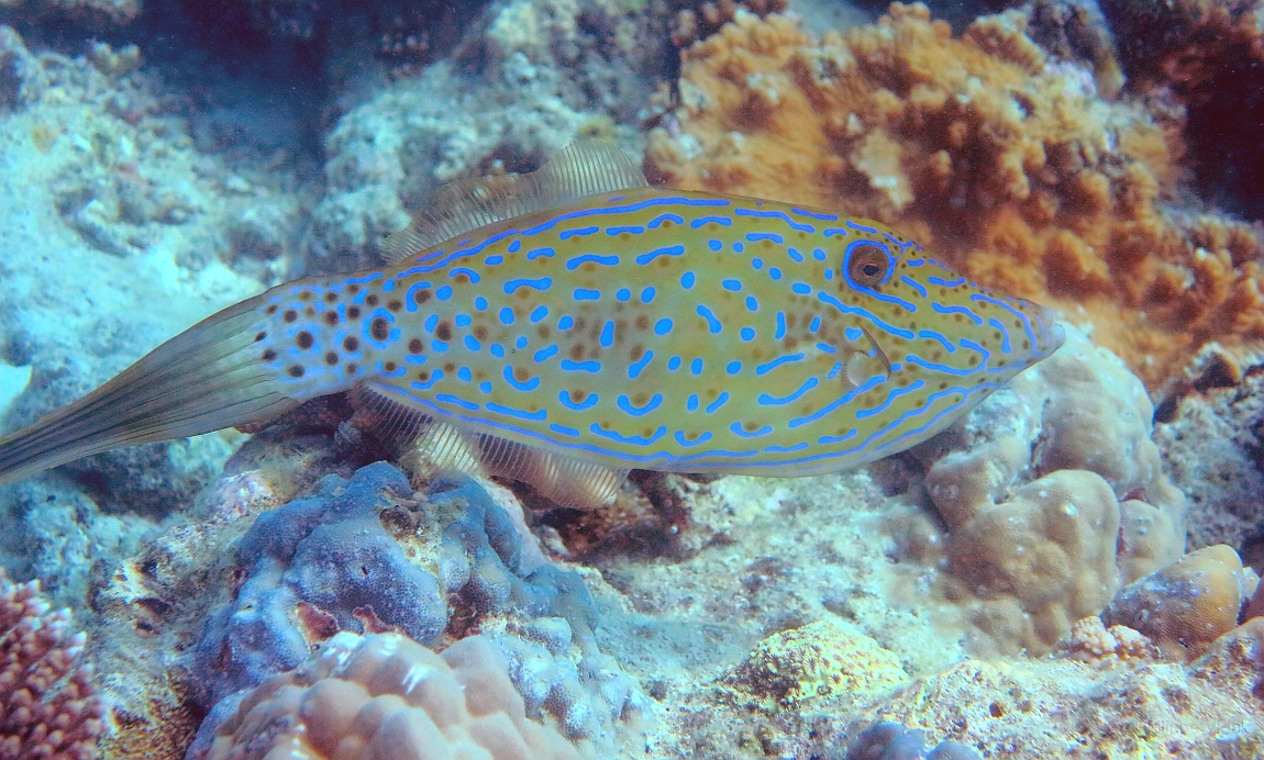 IMG_0366rf_Maldives_Madoogali_Plongee 4_Feridhoo dhigga_Poisson lime gribouille_Aluterus scriptus.jpg